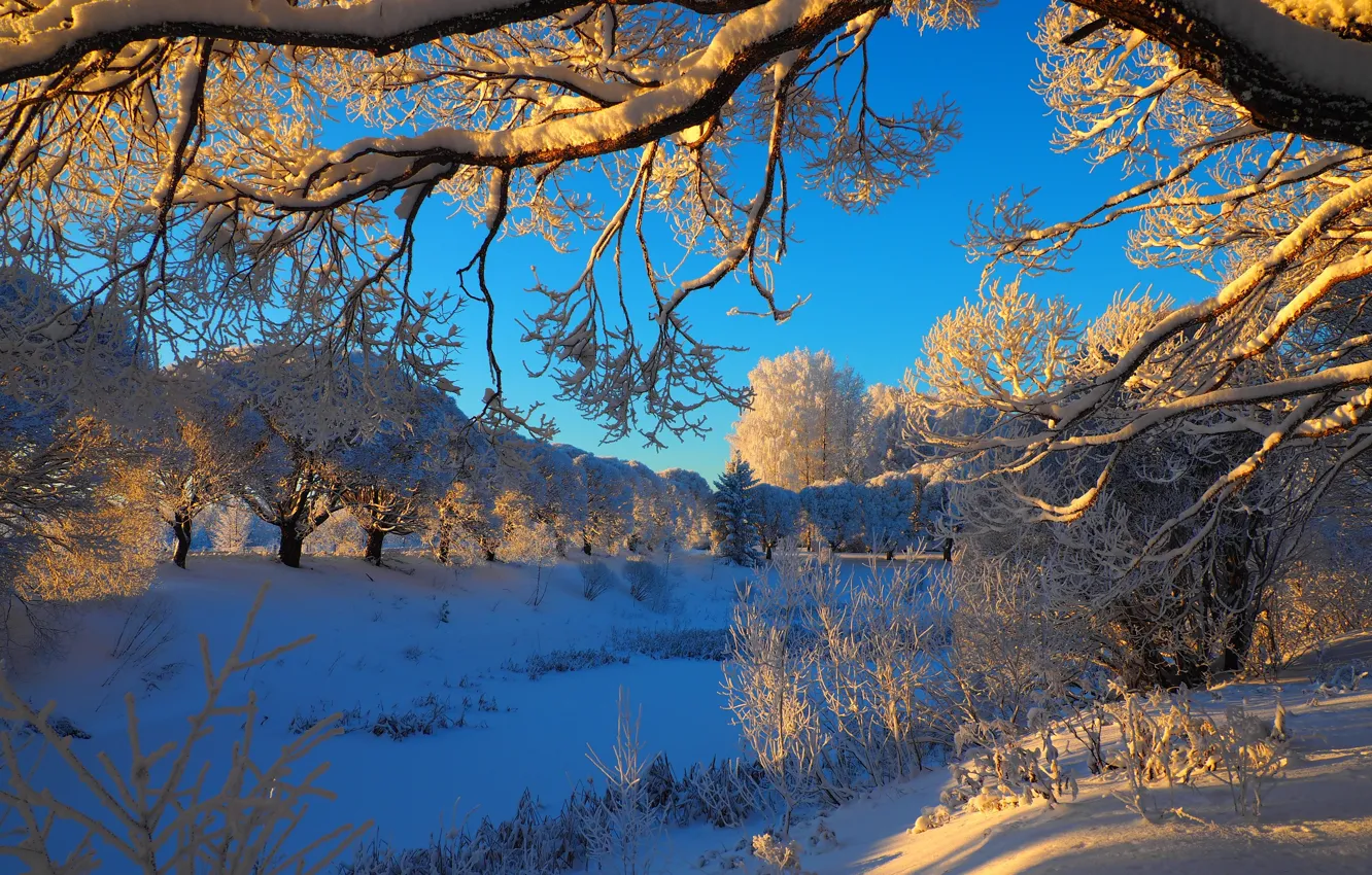 Photo wallpaper winter, snow, trees, landscape, branches, nature
