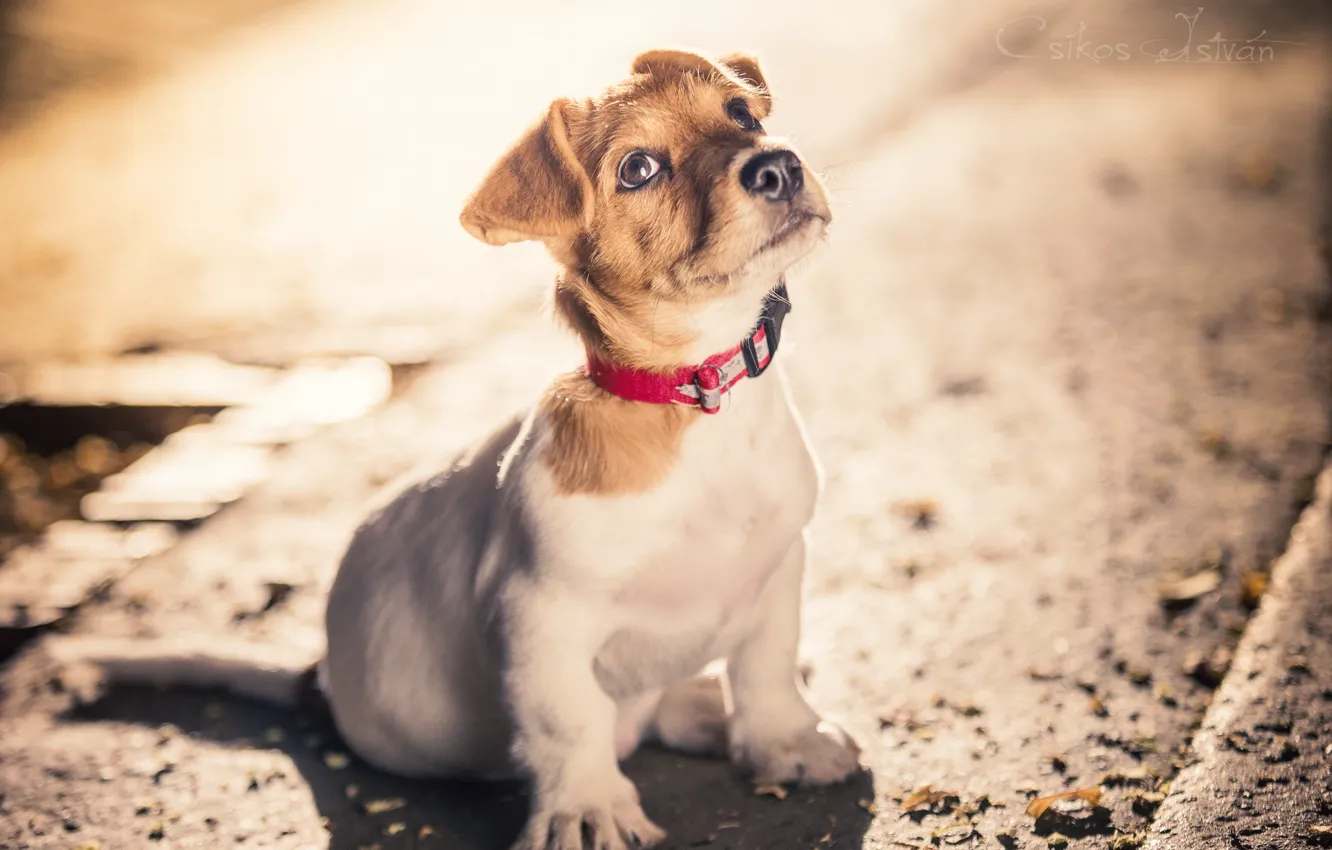 Photo wallpaper background, dog, puppy