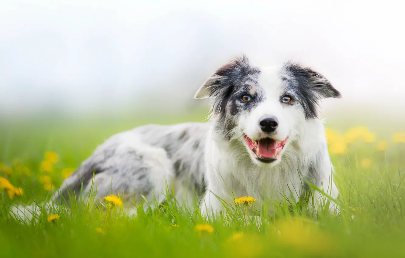 Photo wallpaper look, each, dog