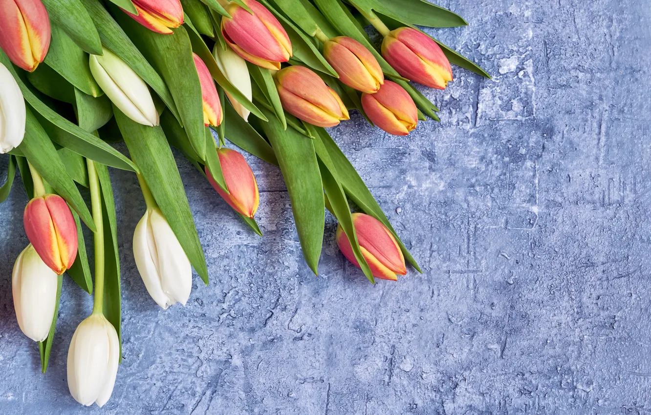 Photo wallpaper flowers, bouquet, tulips, red, red, white, fresh, flowers