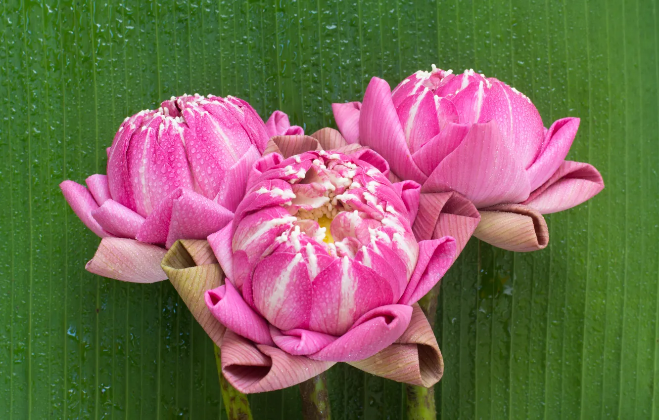 Photo wallpaper flowers, Lotus, Lotus, pink, buds, pink, flowers, petals