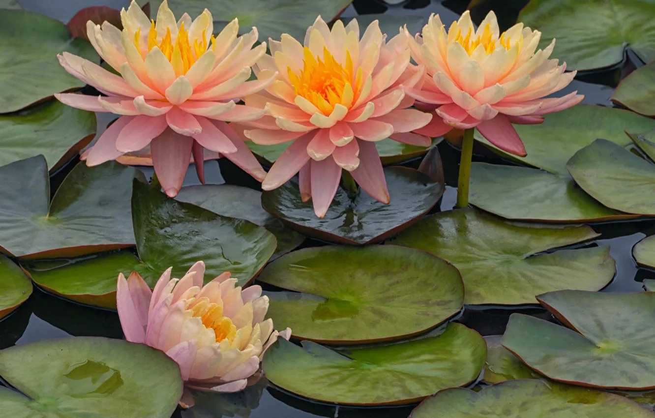 Photo wallpaper leaves, pink, petals, Nymphaeum, water Lily