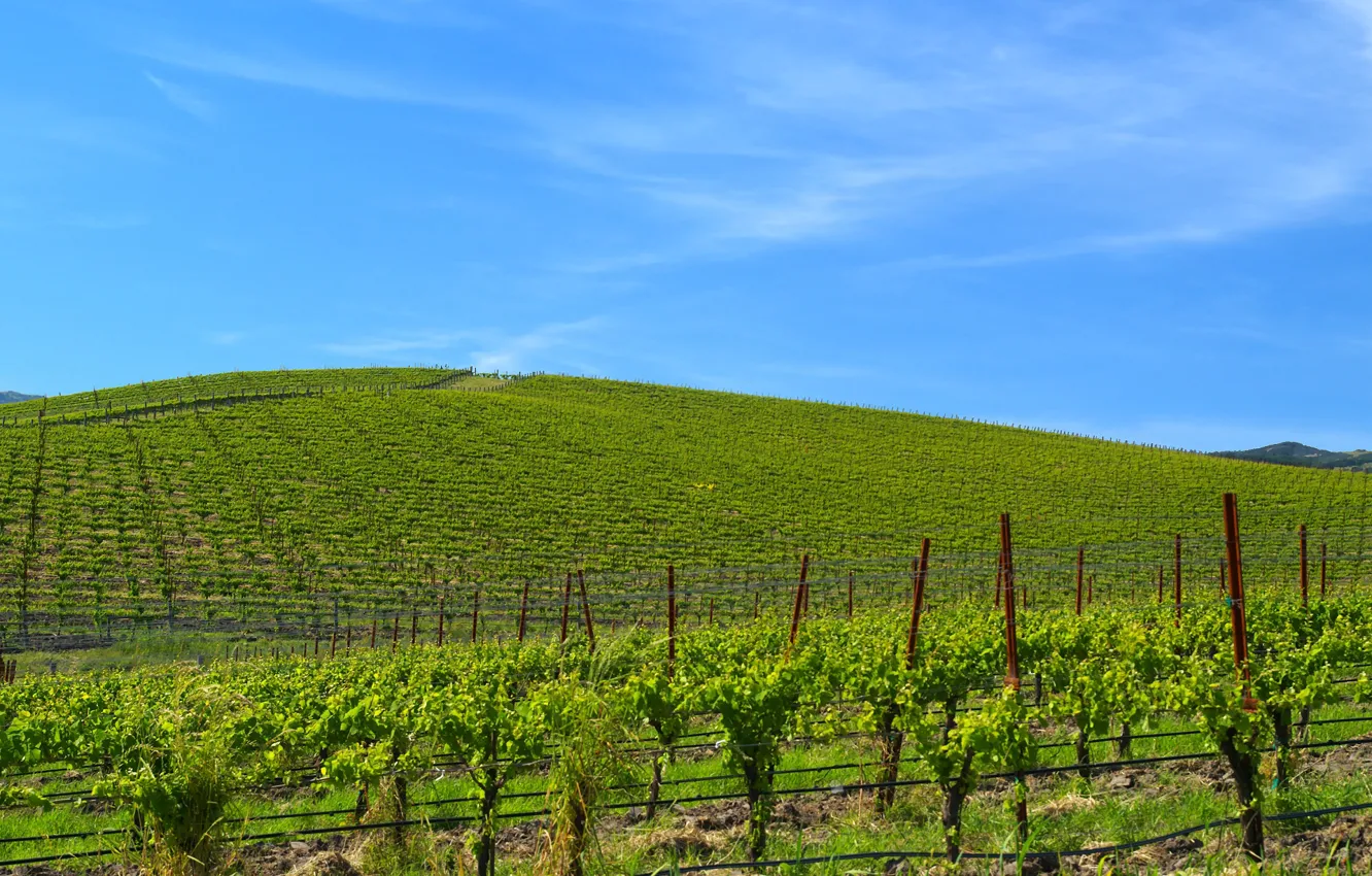 Photo wallpaper serenity, vineyard, wallpaper, windows xp, famous Wallpaper