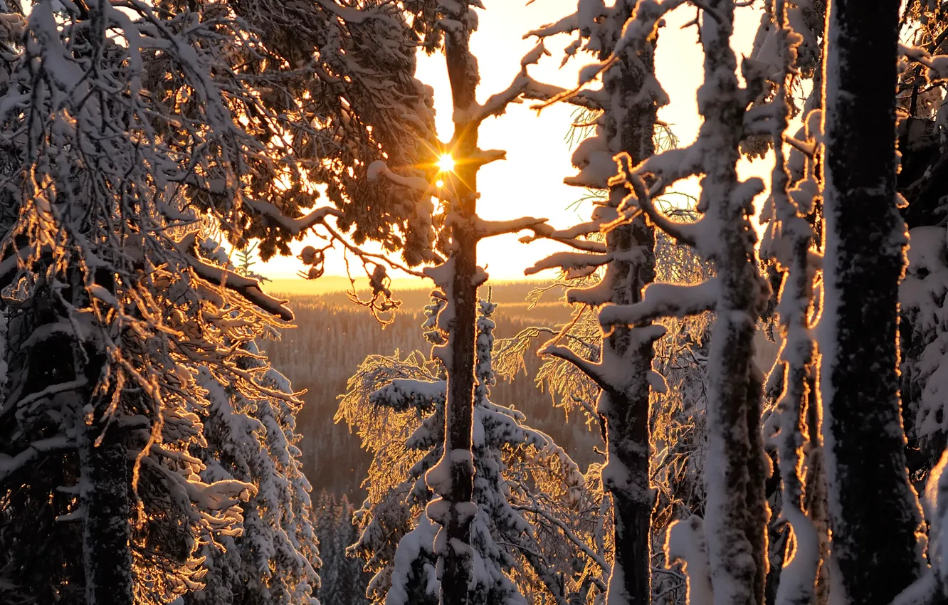 Photo wallpaper winter, forest, Finland, Winter forest