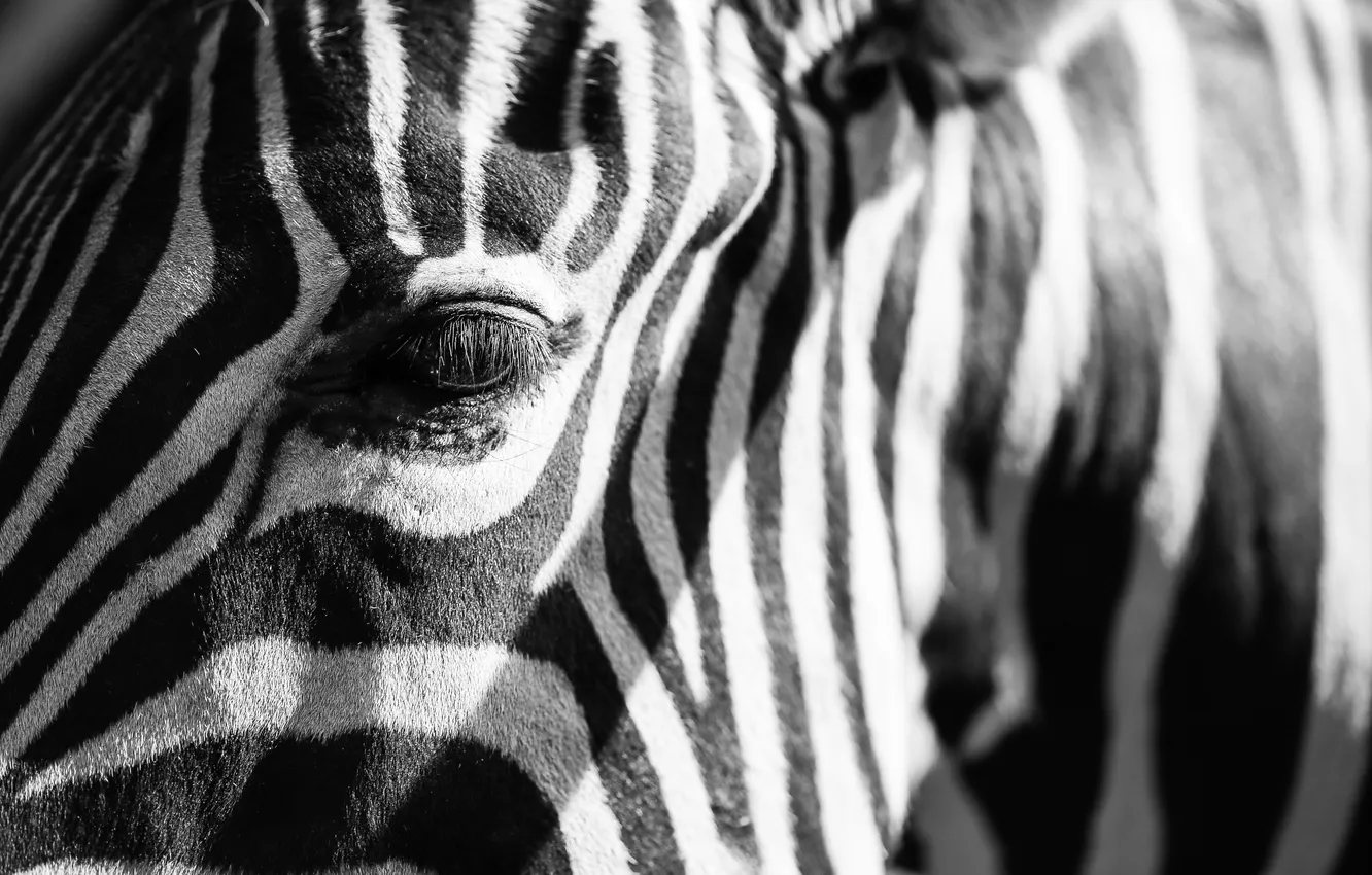 Photo wallpaper white, black, eye, zebra
