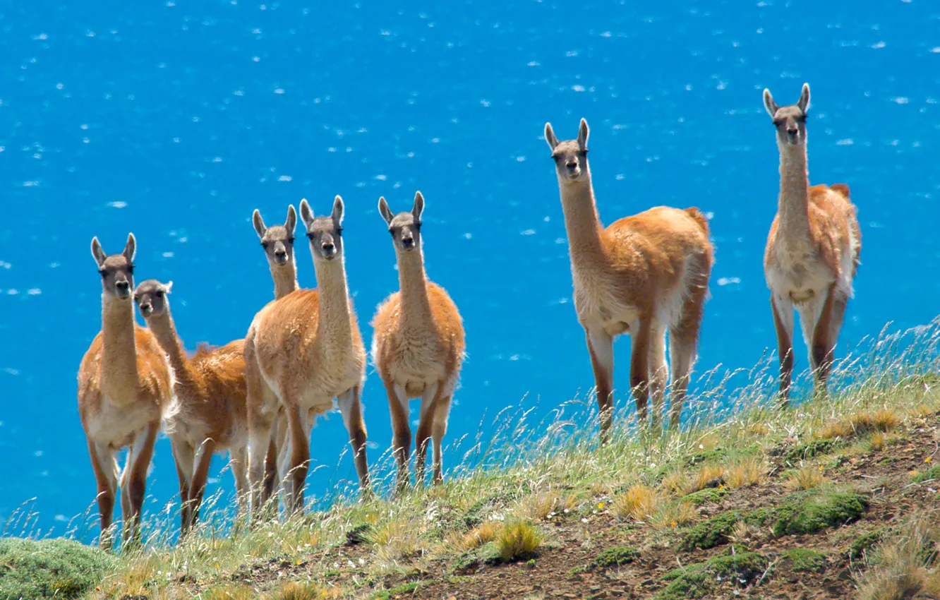 Photo wallpaper animal, Lama, the herd