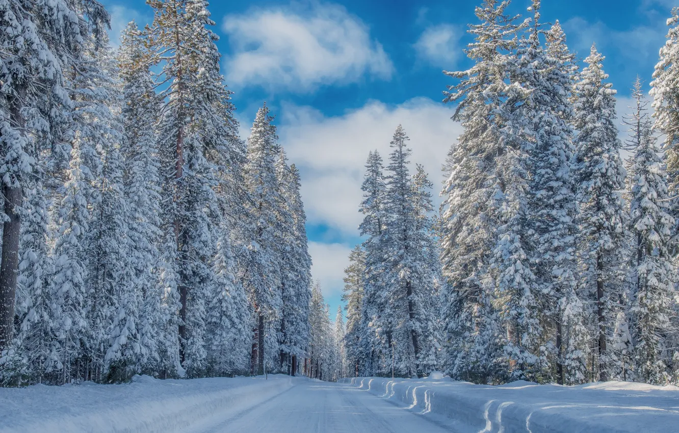 Photo wallpaper winter, road, forest, the sky, snow, frost