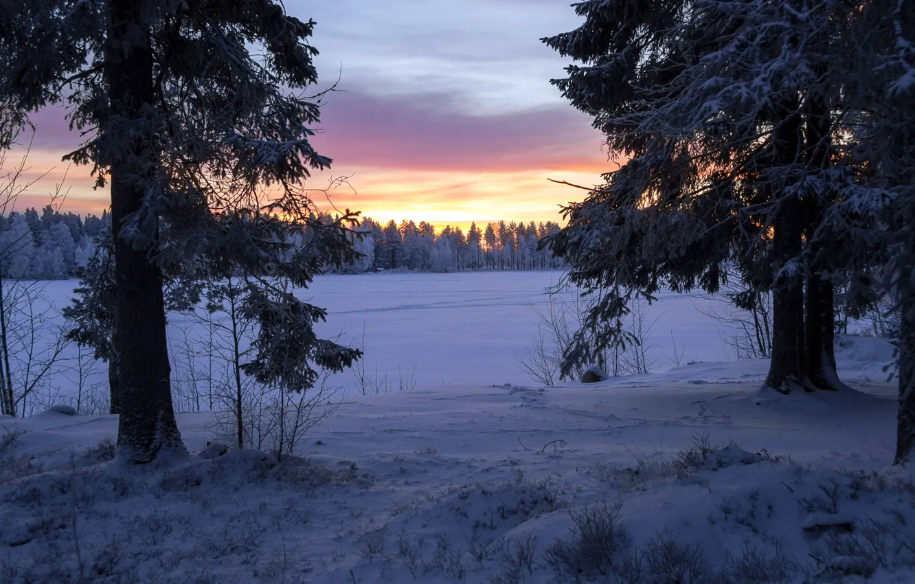 Photo wallpaper winter, forest, snow, trees, lake, dawn