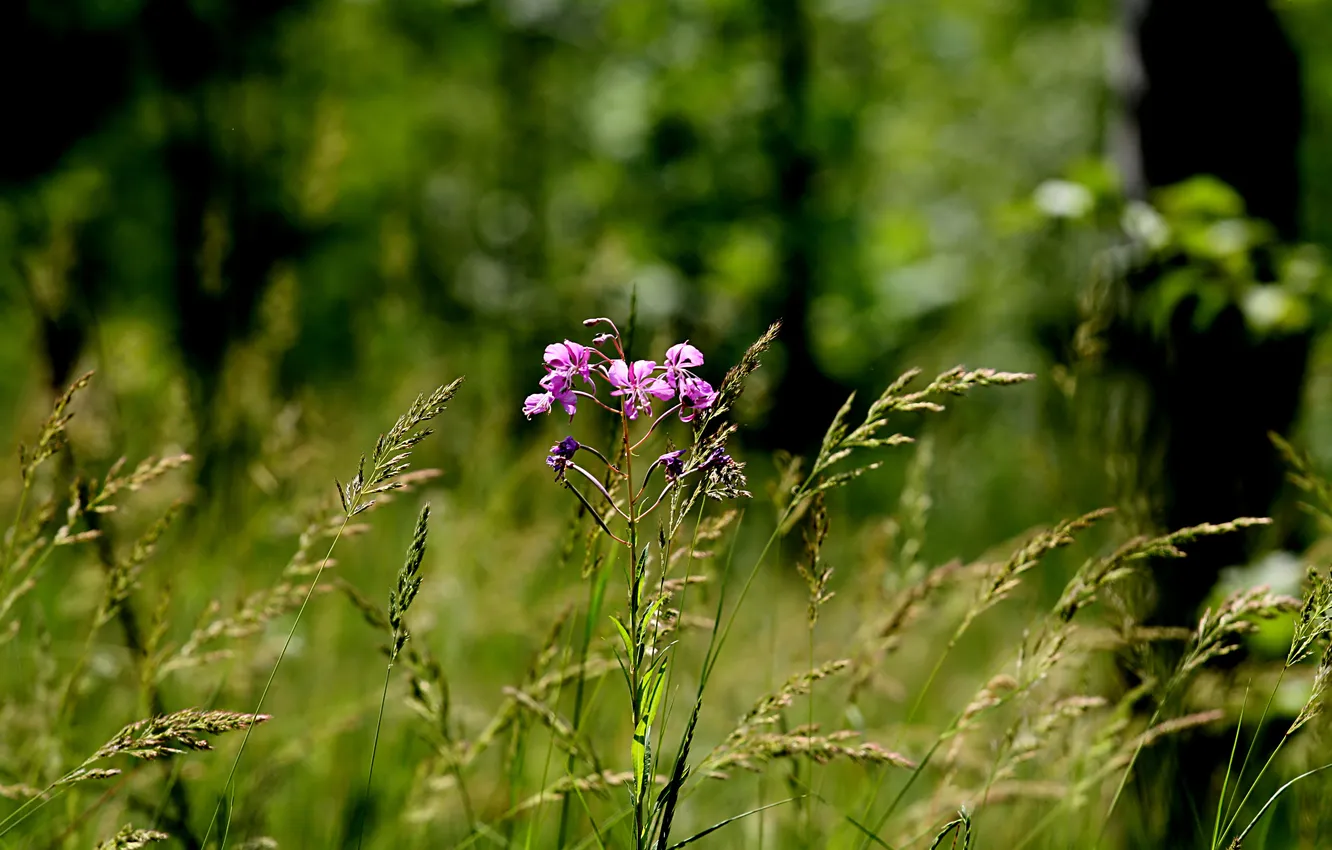 Photo wallpaper forest, grass, flowers