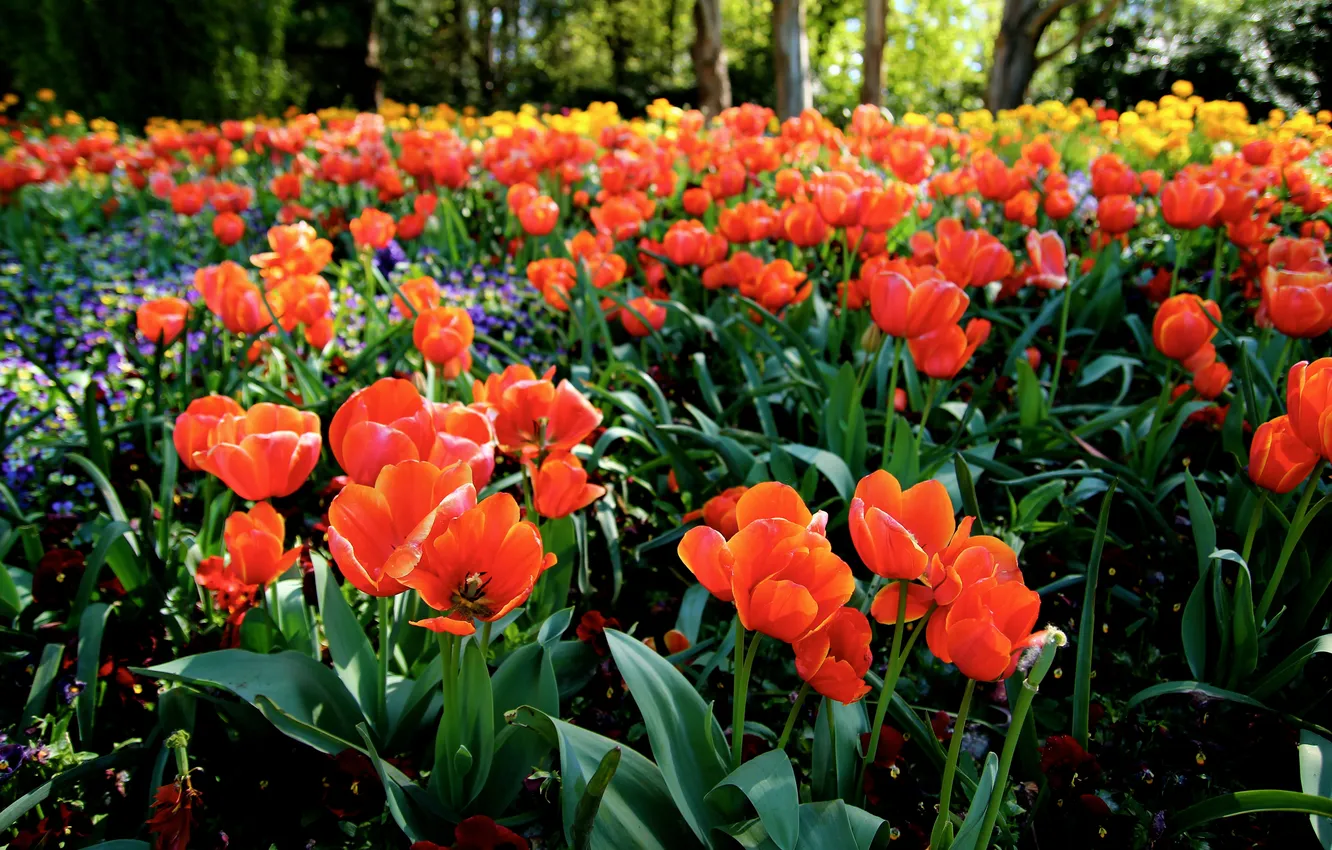 Photo wallpaper summer, flowers, orange, petals, tulips