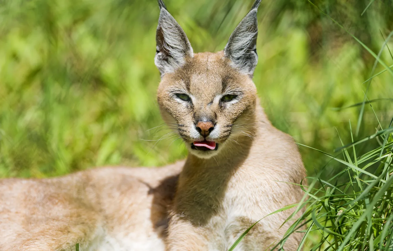 Photo wallpaper language, cat, grass, the sun, Caracal, steppe lynx, ©Tambako The Jaguar