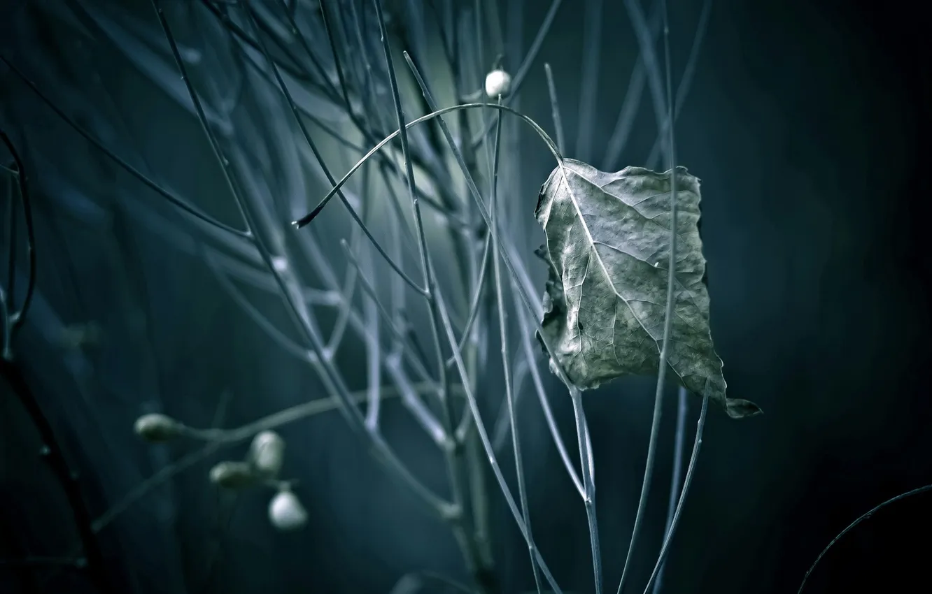 Photo wallpaper leaves, macro, nature, color