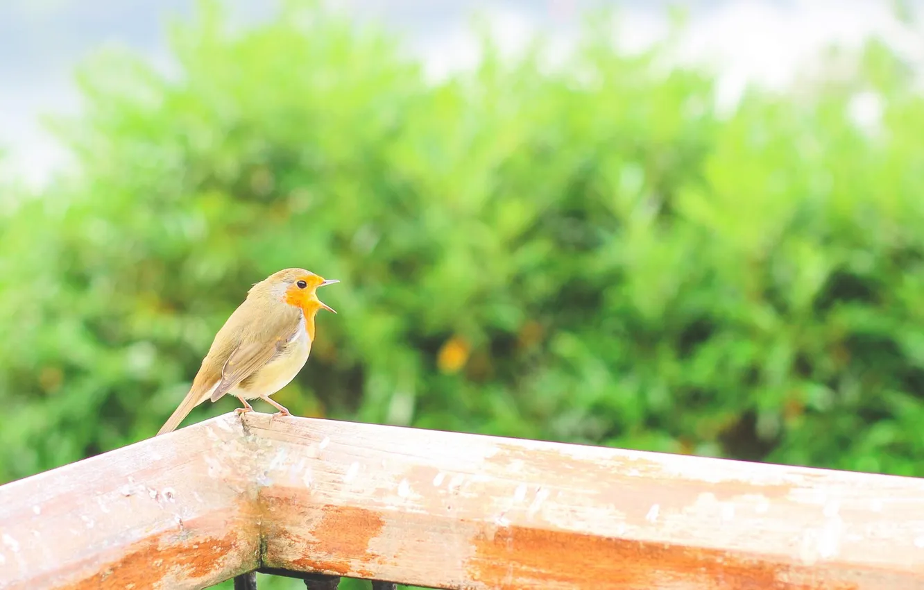 Photo wallpaper trees, bird, bokeh, singing