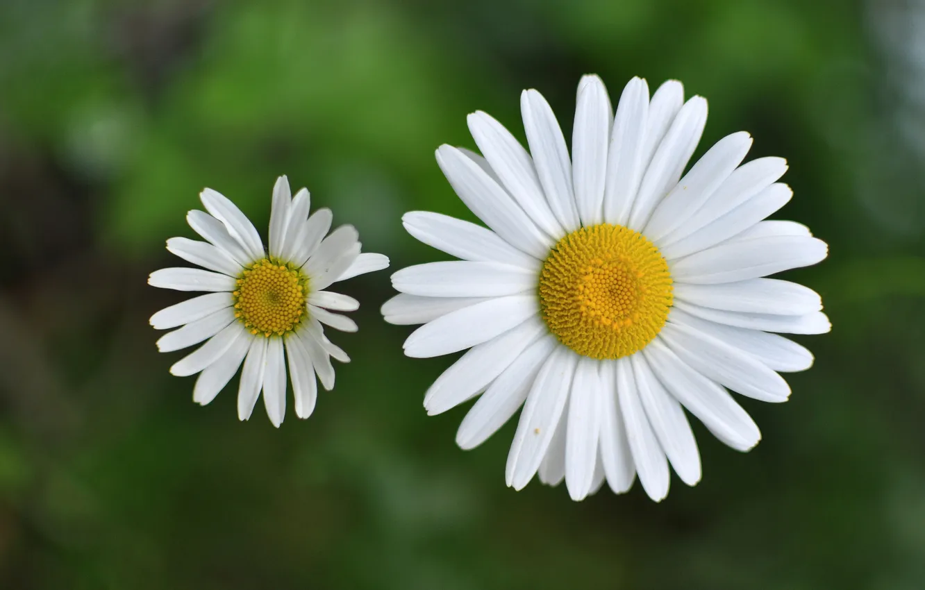 Photo wallpaper greens, flowers, chamomile, blur