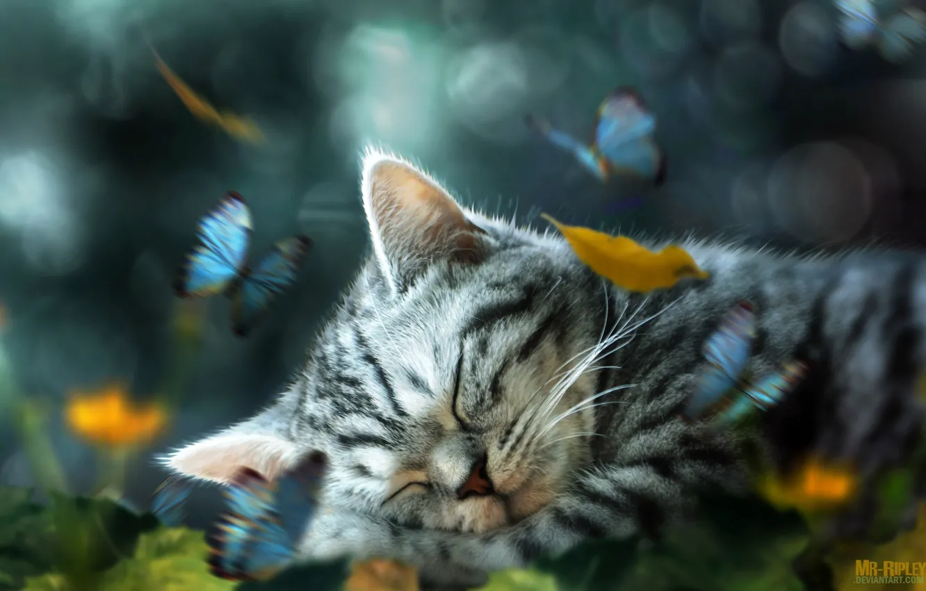 Photo wallpaper leaves, butterfly, kitty, sleeping, retouching, by Mr-Ripley