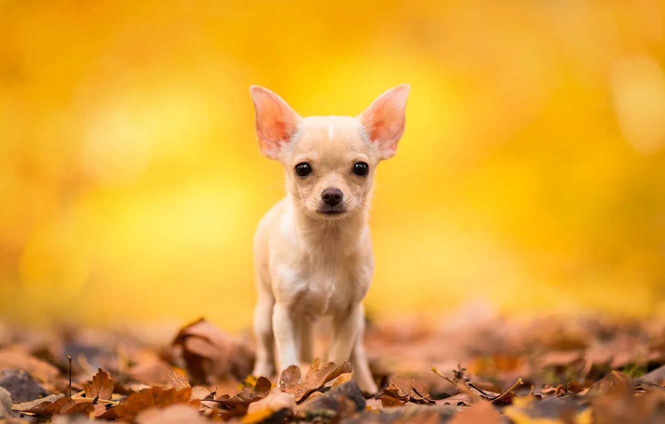 Photo wallpaper autumn, look, leaves, dog, Chihuahua, doggie, dog