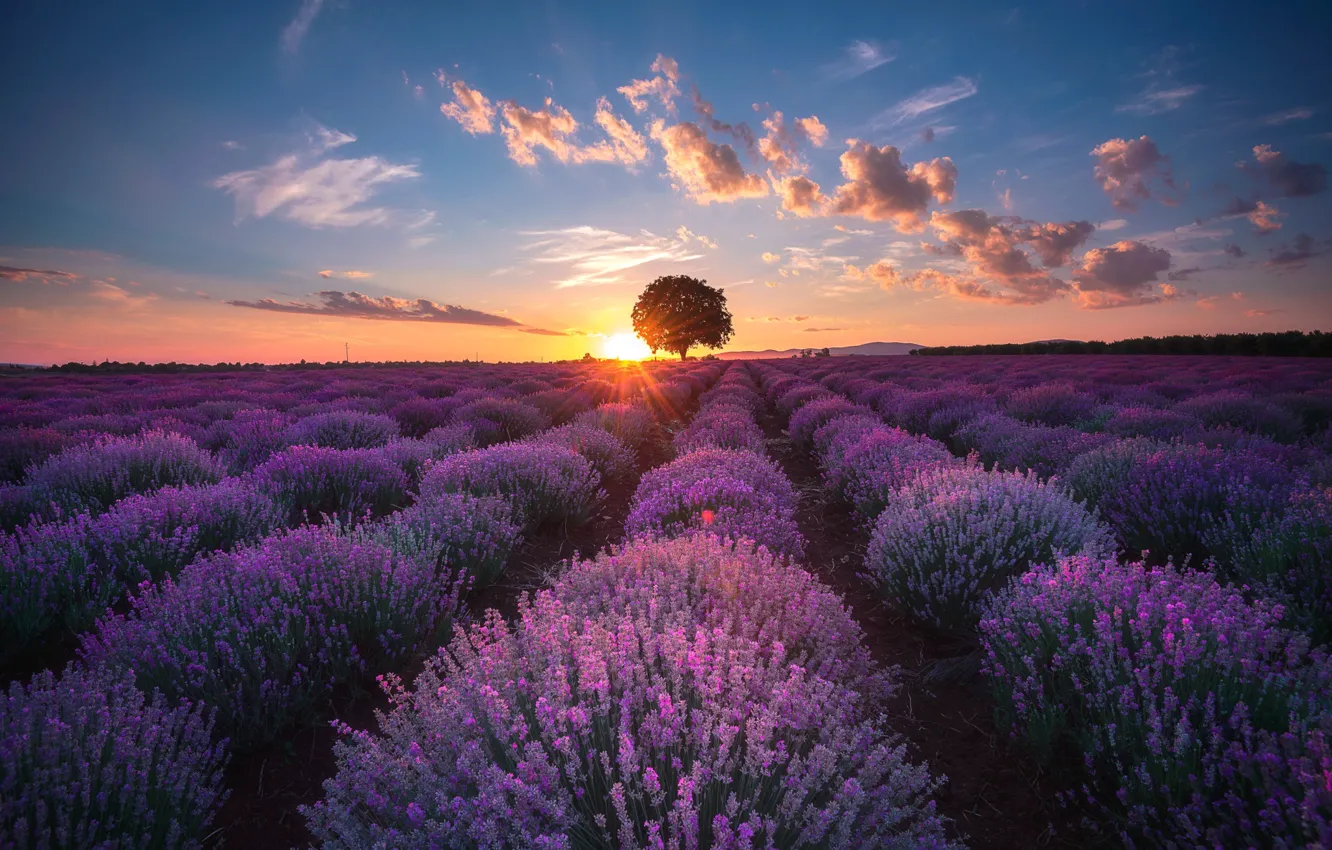 Photo wallpaper tree, lavender, lavender field