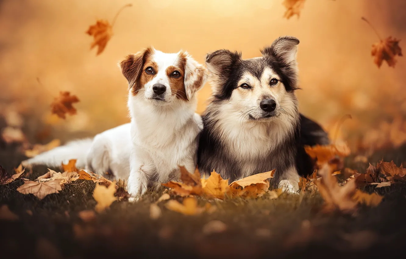 Photo wallpaper autumn, leaves, a couple, friends, two dogs
