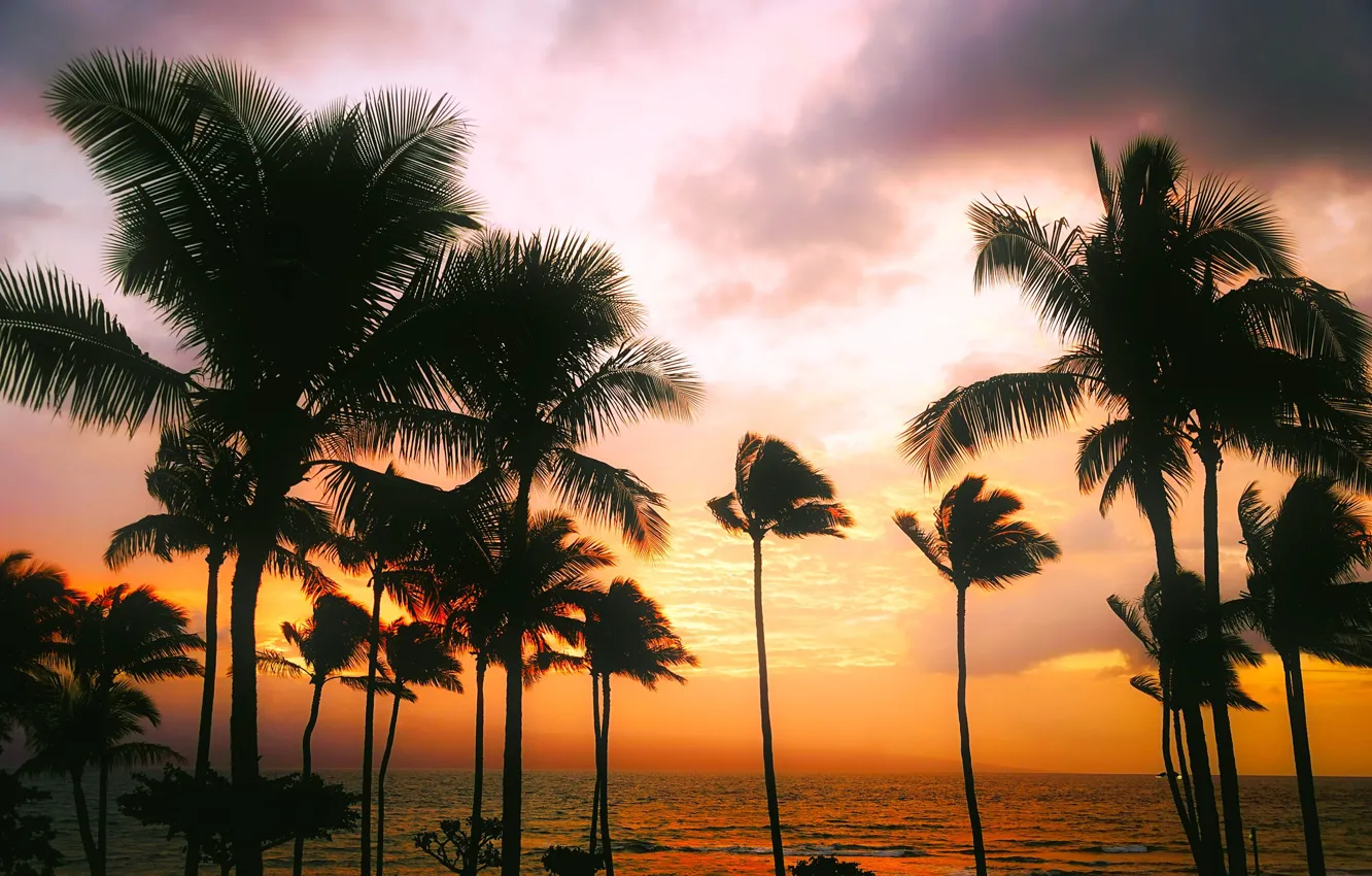 Photo wallpaper sea, the sky, sunset, tropics, palm trees, the evening, horizon, Hawaii