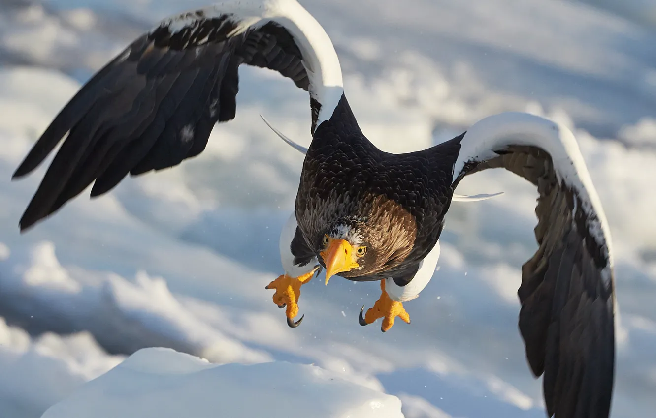 Photo wallpaper flight, Steller's sea eagle, the family accipitridae, a large bird of prey
