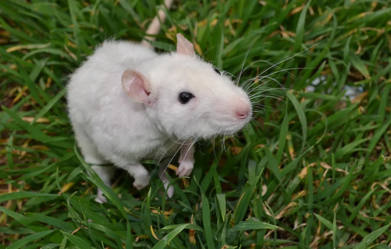 Photo wallpaper grass, Rat, rat