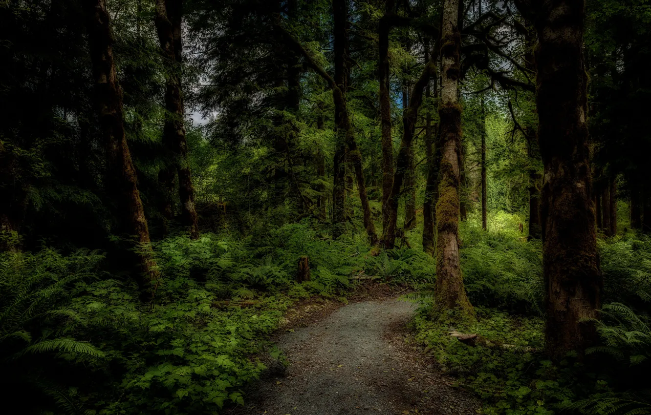Photo wallpaper forest, trees, thickets