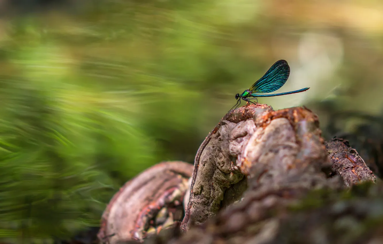 Photo wallpaper macro, stones, blur, dragonfly, pond, bokeh