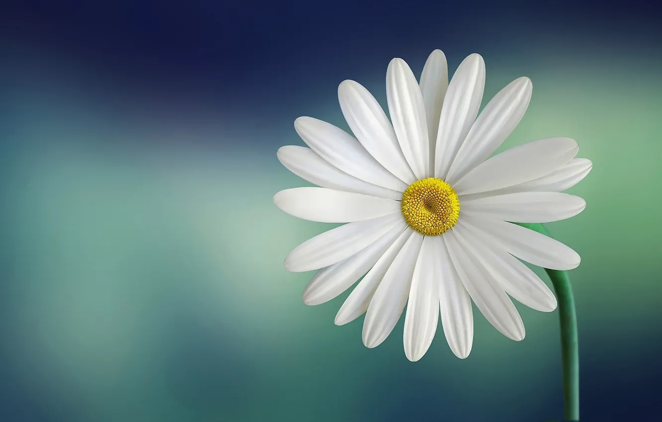 Photo wallpaper macro, plant, petals, Daisy
