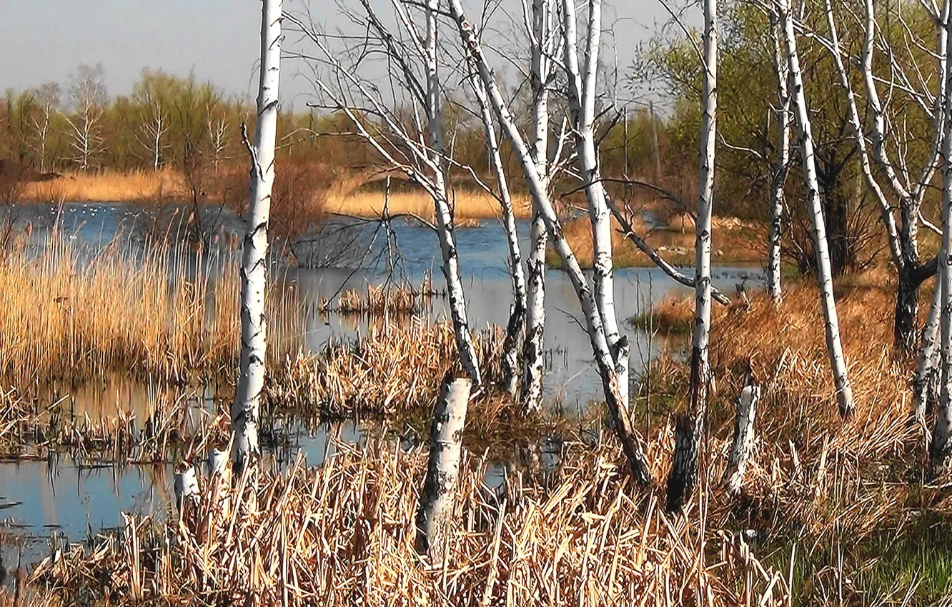 Photo wallpaper autumn, forest, spring, birch