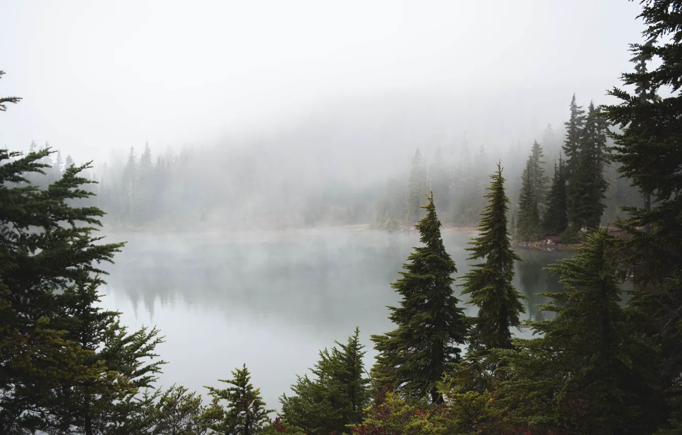 Photo wallpaper forest, trees, nature, fog, lake, Canada, Vancouver island