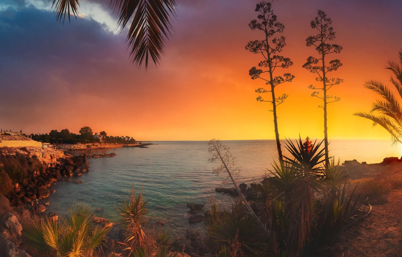Photo wallpaper sea, leaves, landscape, sunset, branches, nature, palm trees, coast