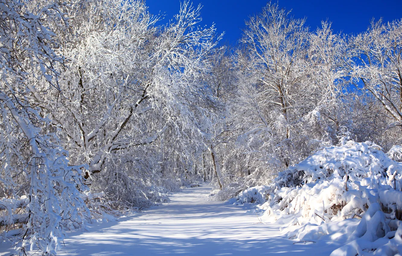 Photo wallpaper winter, road, the sky, snow, trees, nature