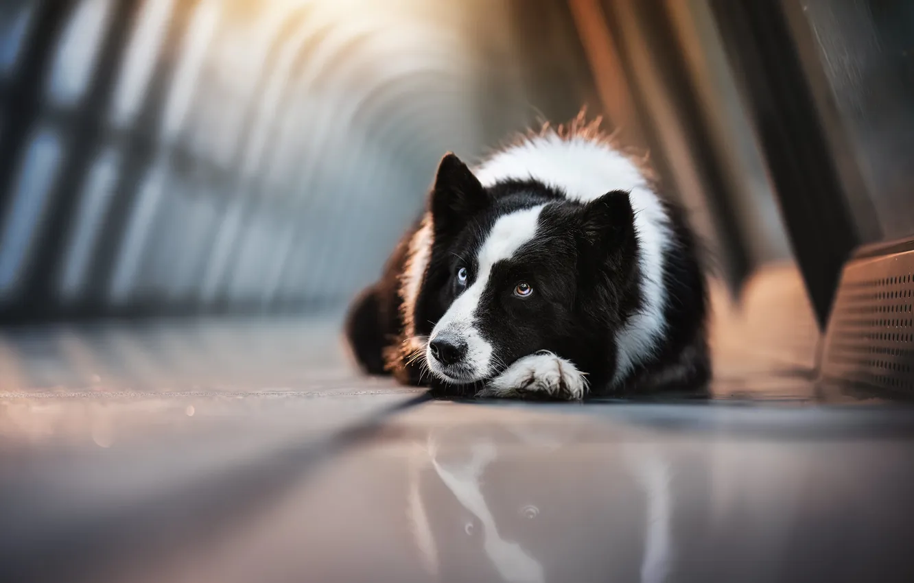 Photo wallpaper background, each, dog