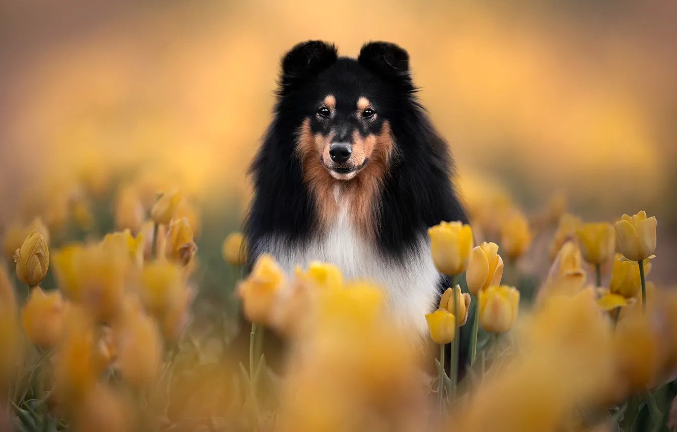 Photo wallpaper dog, puppy, Sheltie