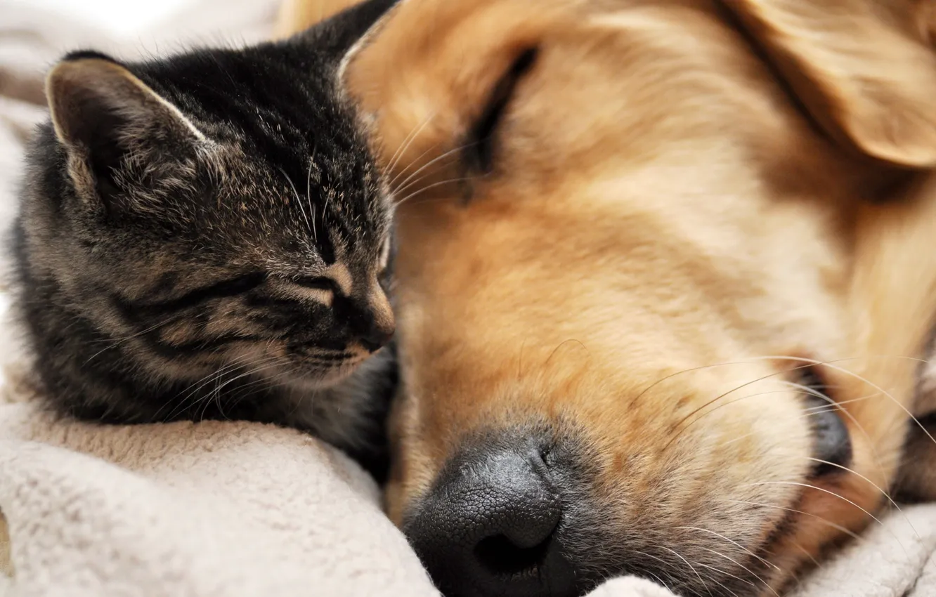Photo wallpaper cat, sleep, friendship, dog