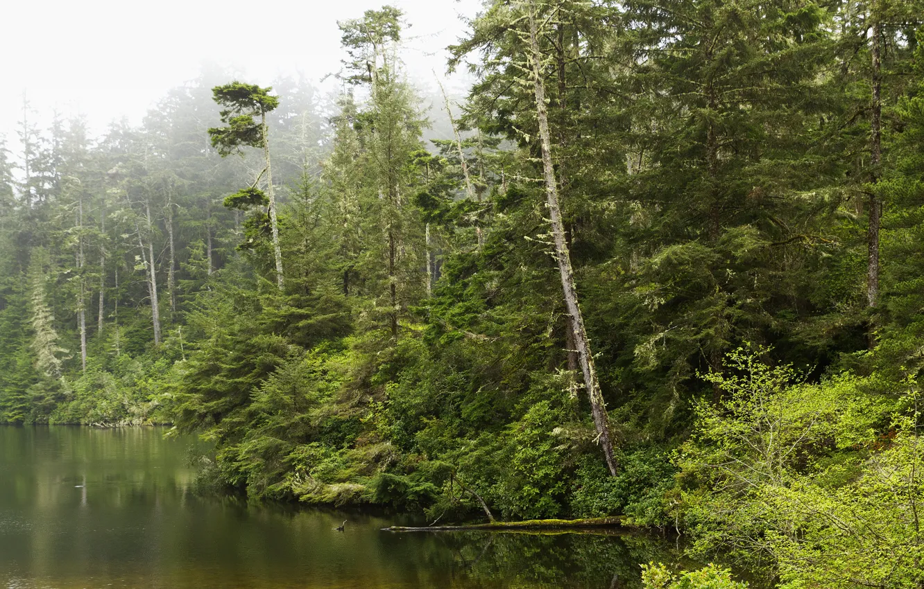 Photo wallpaper greens, forest, trees, fog, lake, USA, the bushes, Oregon