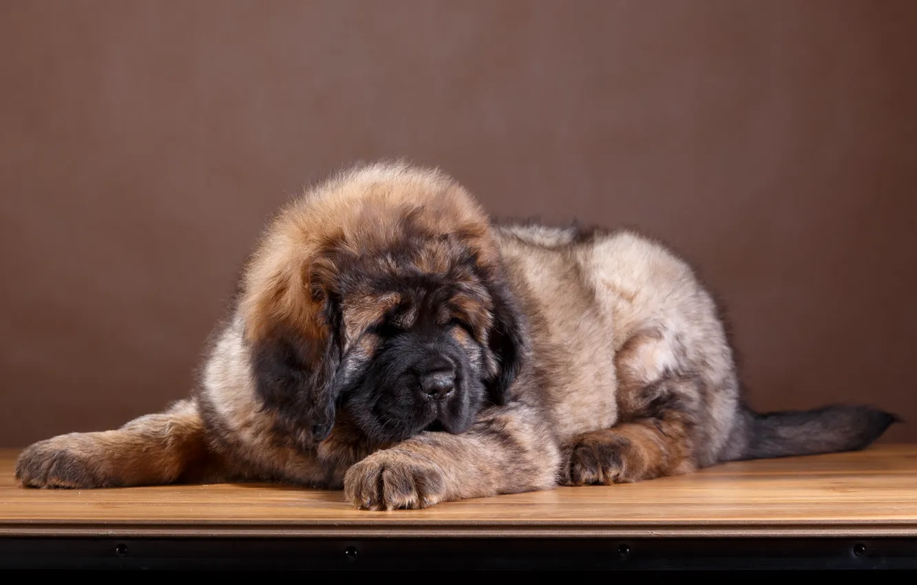 Photo wallpaper wool, puppy, breed, Tibetan Mastiff