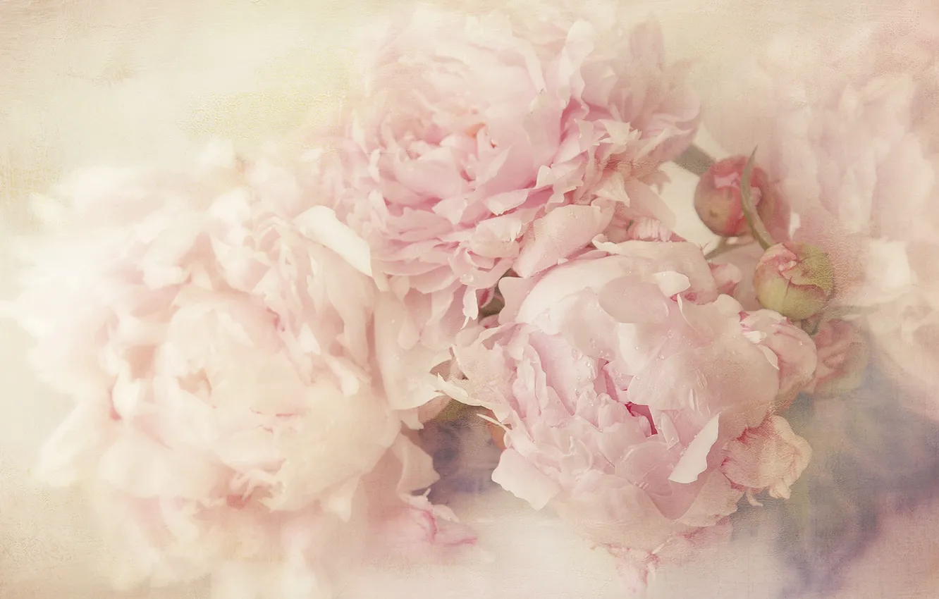 Photo wallpaper flowers, background, light, petals, art, buds, gently, blurry