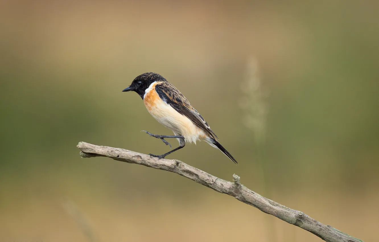 Photo wallpaper branches, bird, bird