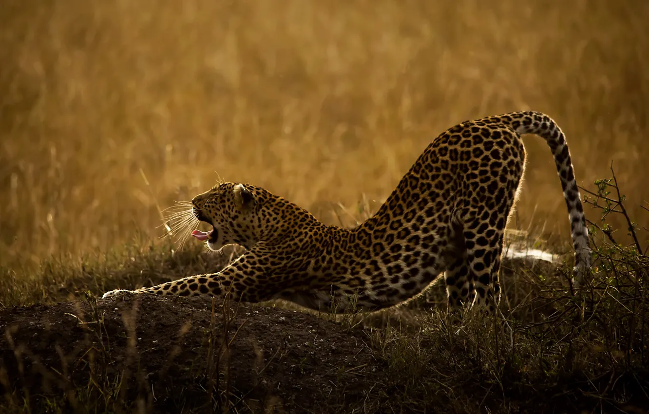 Photo wallpaper language, grass, nature, animal, predator, mouth, leopard, wild cat