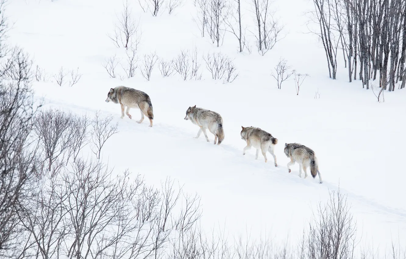 Photo wallpaper winter, forest, snow, trees, branches, nature, grey, wolf