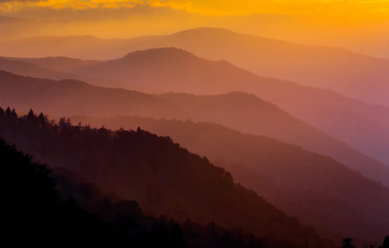 Photo wallpaper forest, trees, landscape, mountains, haze