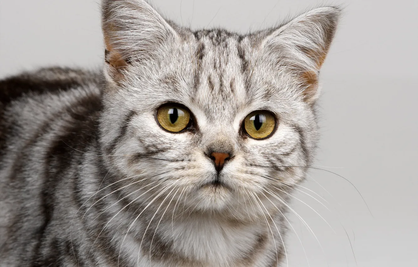 Photo wallpaper cat, British, Whiskas