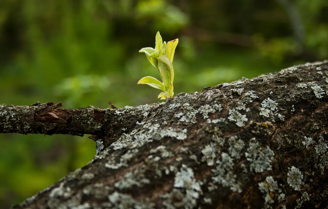 Photo wallpaper macro, trees, Rostock, spring, trunk