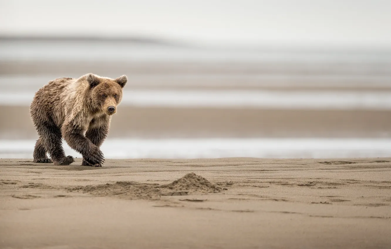 Photo wallpaper nature, background, bear