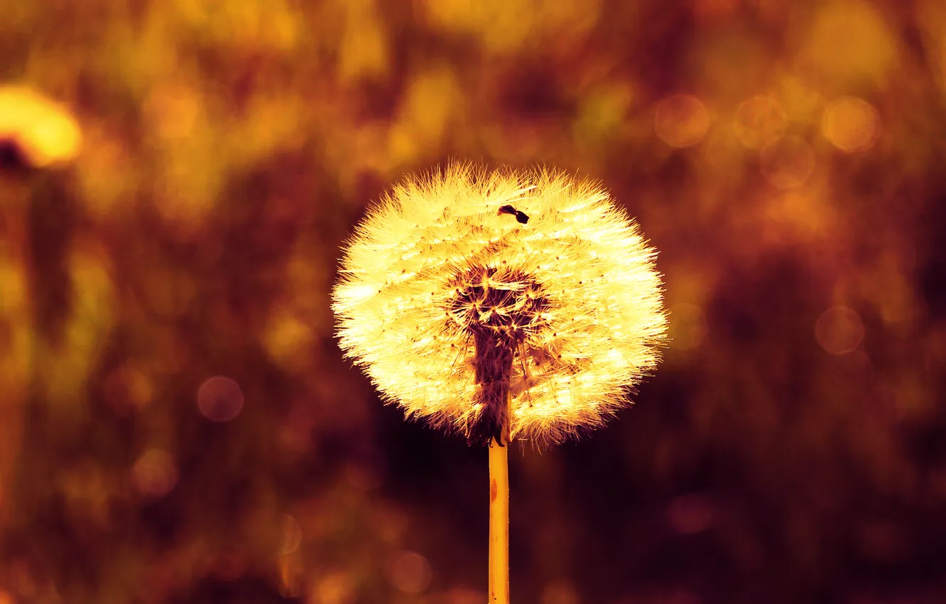 Photo wallpaper plant, delicate, dandelion