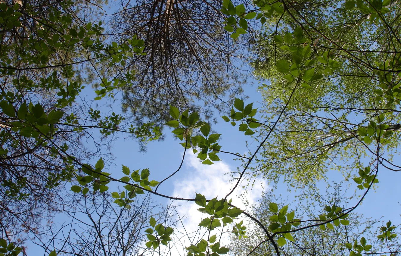 Photo wallpaper forest, the sky, branches, nature, tree, spring