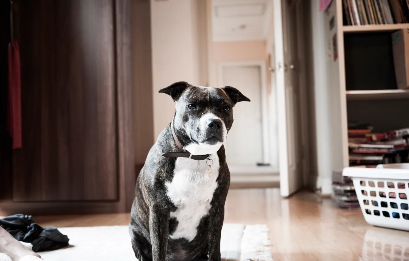 Photo wallpaper each, room, dog, collar