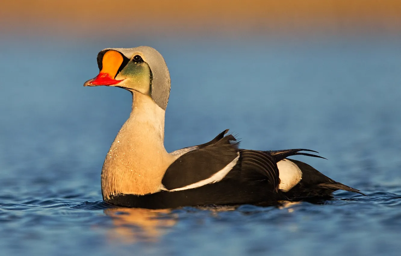 Photo wallpaper water, bird, duck, beak, Gaga-grabowska