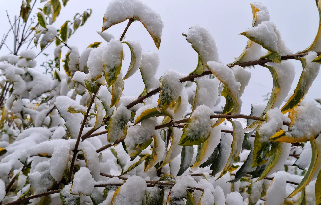 Photo wallpaper Snow, Krzak, December